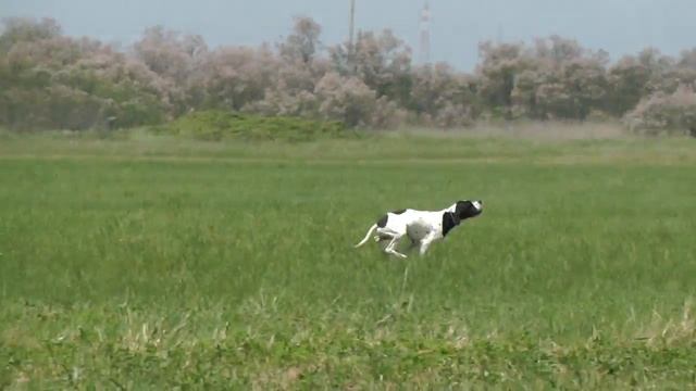 Rodeo del Sargiadae смотреть онлайн