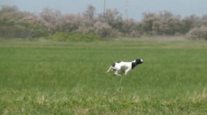 Rodeo del Sargiadae