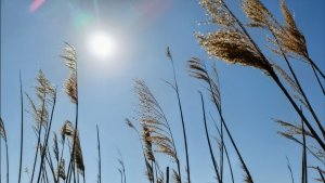 Шикарный вид на лиман Цокур, рапсовые поля. Природа Юга