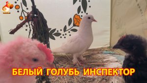 Голубь и цыплята в деткой кроватке (1)