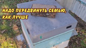 пчеловодство, надо передвинуть семью, как лучше