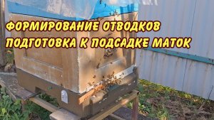 пчеловодство, формирование отводков, подготовка к подсадки маток