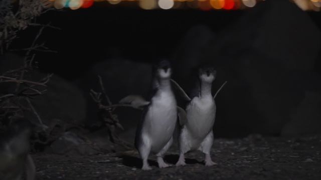 Малые пингвины. Создатели суматохи смотреть онлайн