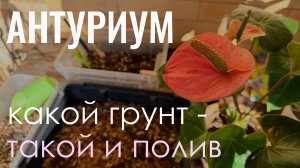 №132. Антуриум. Подбираем грунт и регулируем полив.