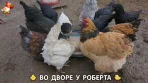Содержание кур в домашних условиях и других птиц во дворе у Роберта 🐣🐤🦆🐔🪿🦃 (487)