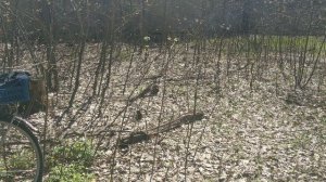 № 28 На велике в лесу за загаром, точнее заряжаюсь энергией на год