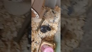 орео🐹❤️