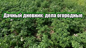 Дачный дневник: дела огородные