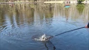 Обзор поимок форели с нижнего водоёма. Клёвое место, Лосиный остров.