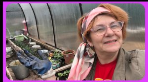 Огурцы в теплице 🥒🥒🥒👌