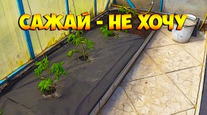 Сажай - не хочу!!!