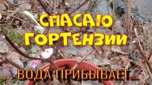 СПАСАЮ ГОРТЕНЗИИ. ВЕСНА ОКАЗАЛАСЬ ЖЕСТОКОЙ.