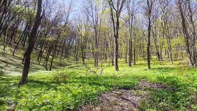 земельный участок в лесу