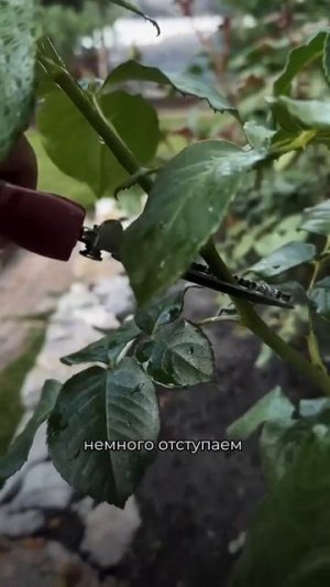 Правильная обрезка роз