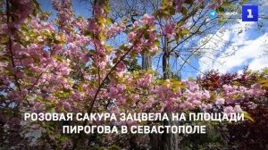 Розовая сакура зацвела на площади Пирогова в Севастополе