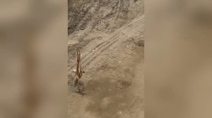 В Дагестане заметили криповое вытянутое существо...