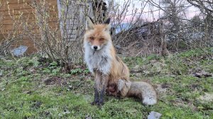 (1265) Лиса приходит в гости. Май 2026