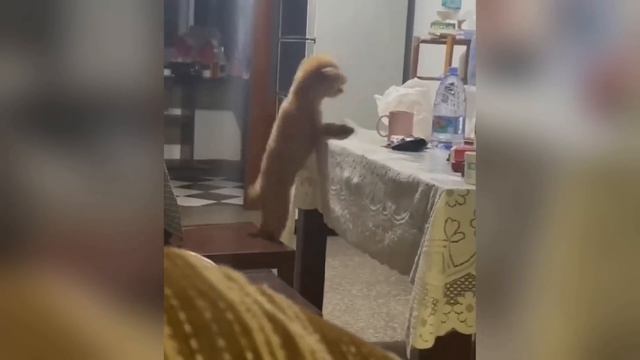 Новые самые смешные клипы о кошках и собаках 2026 года😼🐶Попробуй не рассмеяться😜 Часть 2