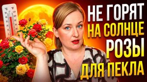 Как выбрать розы, которые не плавятся на жаре? Полный разбор серии Sunbelt от Кордес.