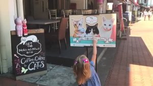 Котики пытались подружиться с Настей в Кошачьем Кафе [get.gt]