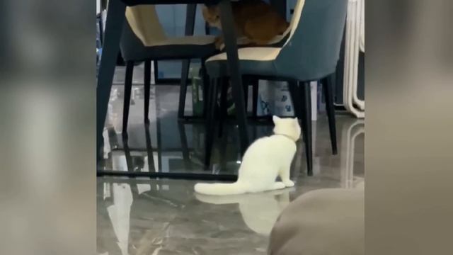 Самые смешные собаки и кошки 2026 года😼🐶Постарайтесь не смеяться😜