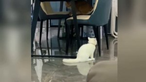 Самые смешные собаки и кошки 2026 года😼🐶Постарайтесь не смеяться😜