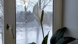 Купили цветок. Вырастили. Но не знаем как называется. Пожалуйста, подскажите.