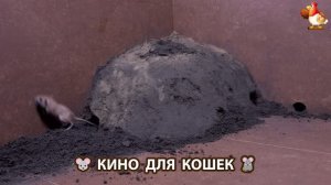Видео для кошек про крысок развлекать питомцев 🐭🐀😂 (520)