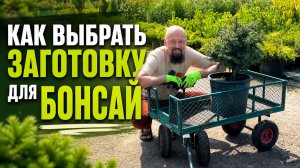 Как выбрать заготовку для бонсай?