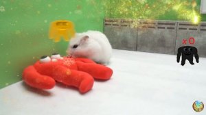 Новые приключения хомячка в саду лабиринта! 2