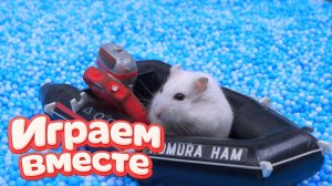 ХОМЯК ВЫБИРАЕТСЯ ИЗ СЕКРЕТНОЙ ХОМЯЧЕЙ ТЮРЬМЫ ! Играем ВМЕСТЕ ! Помогаем выбраться из лабиринта №25