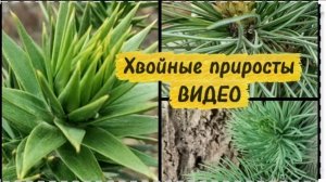Хвойные приросты в молодом южном саду