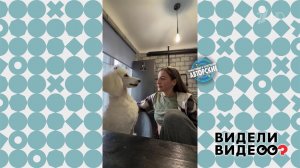 Говорящий пудель. Видели видео? Фрагмент выпуска от 03.05.2026