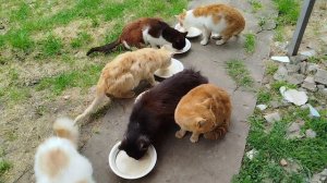 Понедельник 4 мая🐱😽🥣