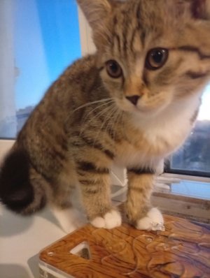 квд от #Муська