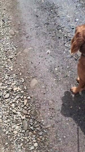 расказываю о себе и о моей собаке