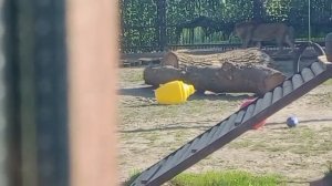 SHIK6325 04.05.2026 Видео от Ивана