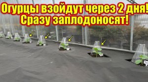 Огурцы взойдут через 2 дня и вмиг заплодоносят и дадут урожай ведрами!