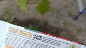 хлороз винограда. Обрабатываем хелатом железа.