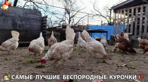 Курочки дворовые селяночки лучшие беспородные несушки 🥚 (7)