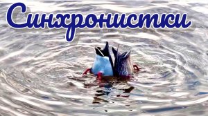 СИНХРОНИСТКИ В ПАРКЕ 😄
