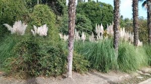 Декоративное растение, известное как пампасная трава