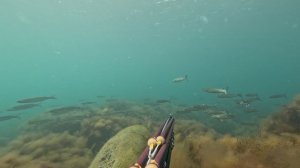 Майская подводная охота в черном море. Своя река из рыбы в море.