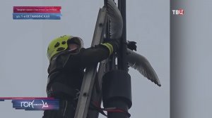 На севере Москвы спасли краснокнижную чайку, застрявшую в фонаре