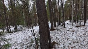 Сбор берёзового сока