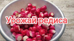 Урожай редиса