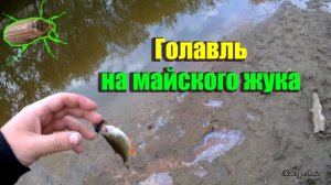 ЛОВЛЯ ГОЛАВЛЯ ВЕСНОЙ В ПРОВОДКУ НА МАЙСКОГО ЖУКА. Рыбалка в начале мая на малой реке.