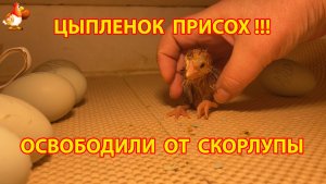 Присохший цыпленок освобожден от скорлупы