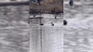 Утки на озере .