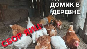 Куры-несушки Сегодня победа за белыми Вечерний сбор яиц